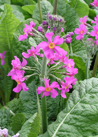 Primula beesiana                                  